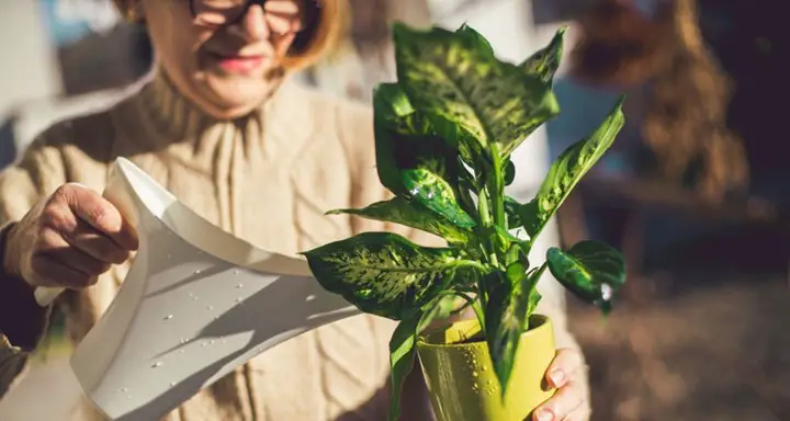 Watering Dieffenbachia