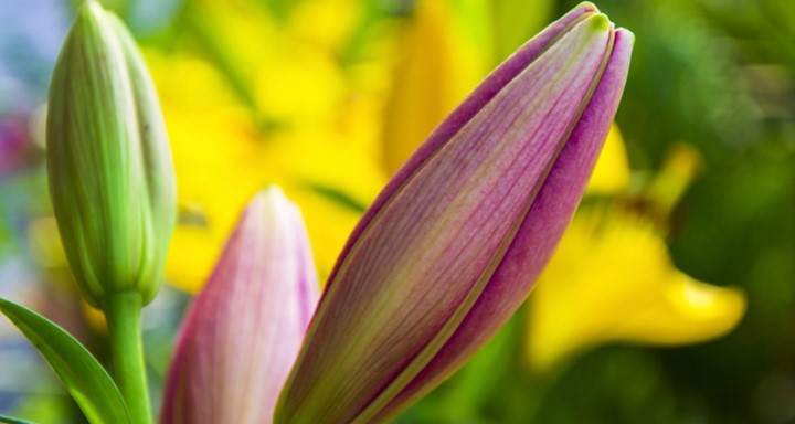 Why Lily Buds Are Not Opening