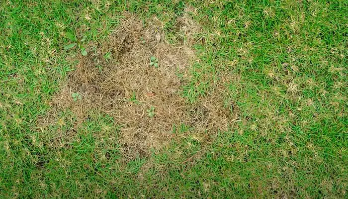 Lawn affected with Brown Patches