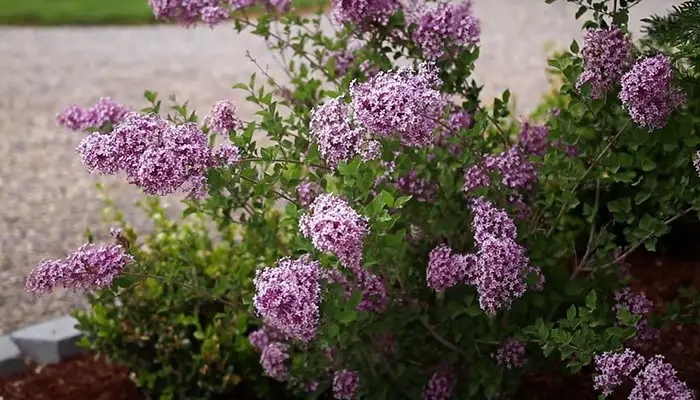 growing Lilac