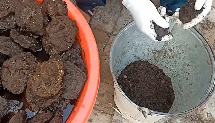 make cow dung compost for Lilacs