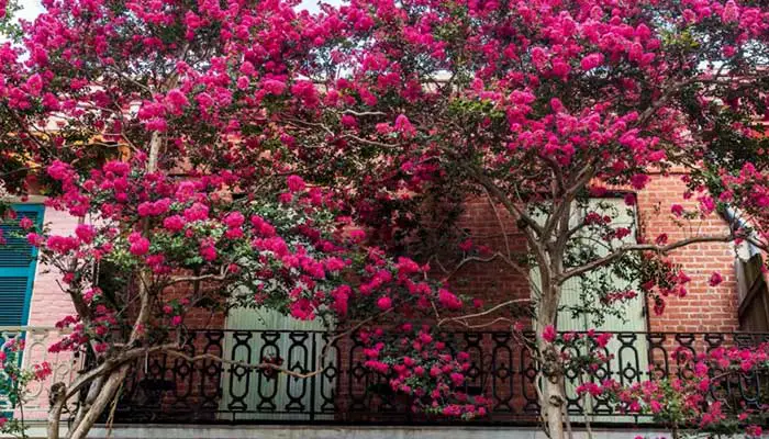 crape myrtles bloom with large amount of flowers
