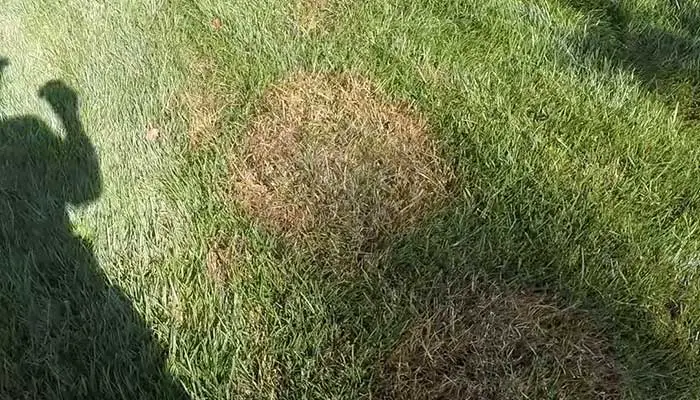 Fungus On Fescue Grass