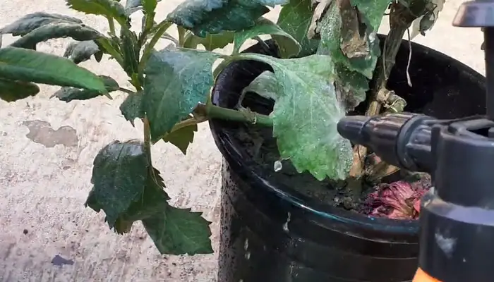 Applying Insecticide On Dahlias