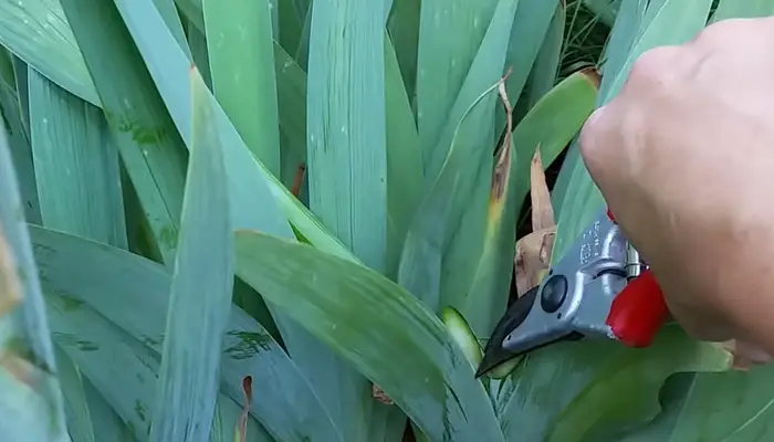 Iris Care After Flowering