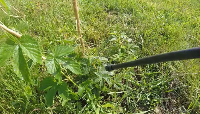 Fertilizing hop plants