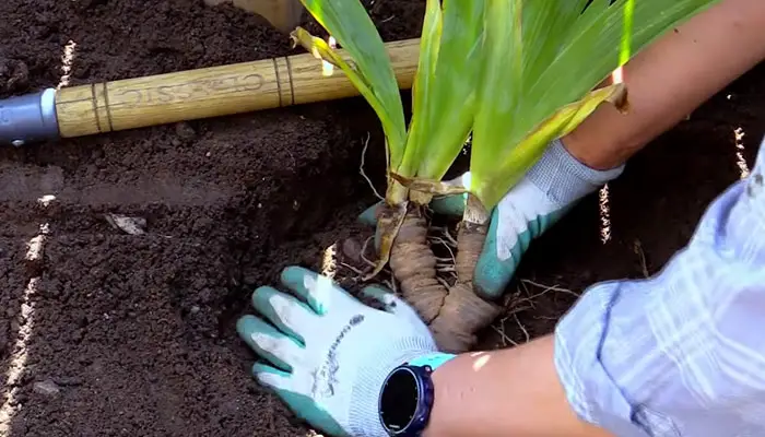 Irises Fertilizing