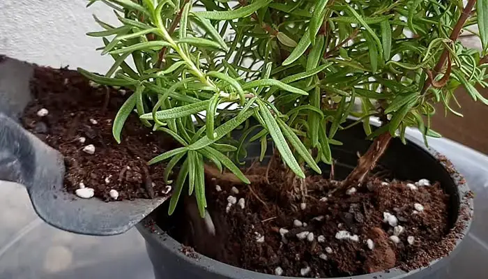 Rosemary Fertilizing