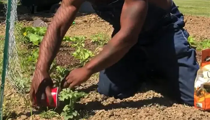 Fertilizing Watermelon Plants