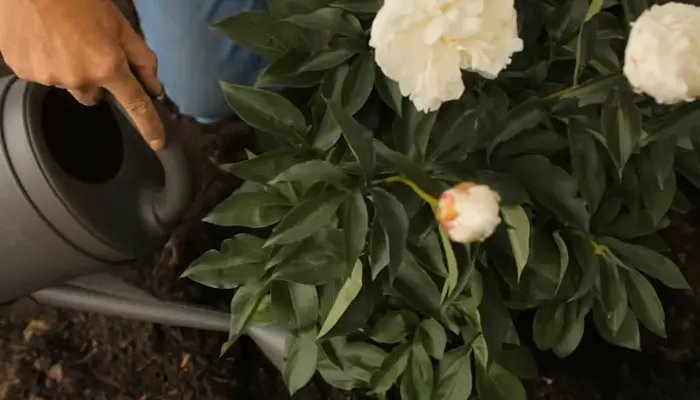 perfect watering process on Peonies tree