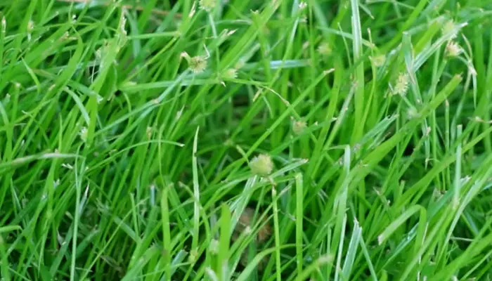 green Zoysia Grass