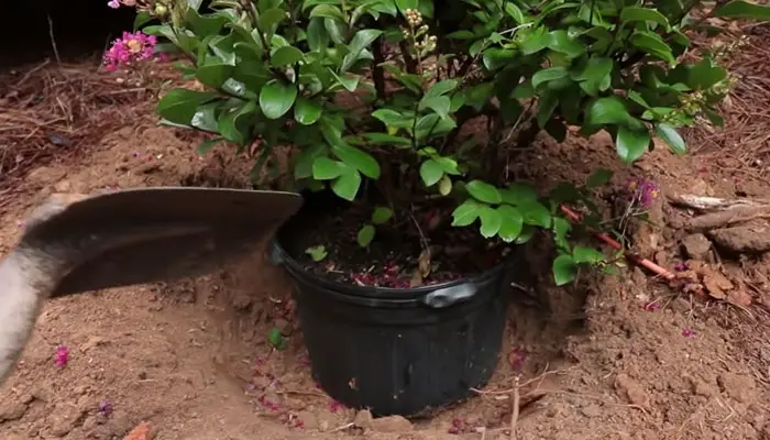 planting Crape Myrtle
