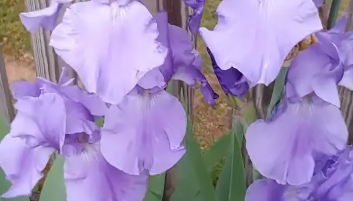 Irish Plants Large Blooms