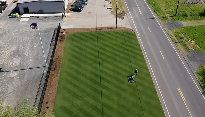 Fescue grass care in hot summer days