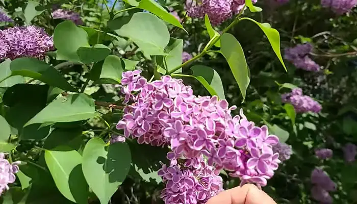 Blooming Lilacs 
