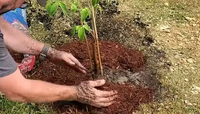 Dogwood Tree Caring