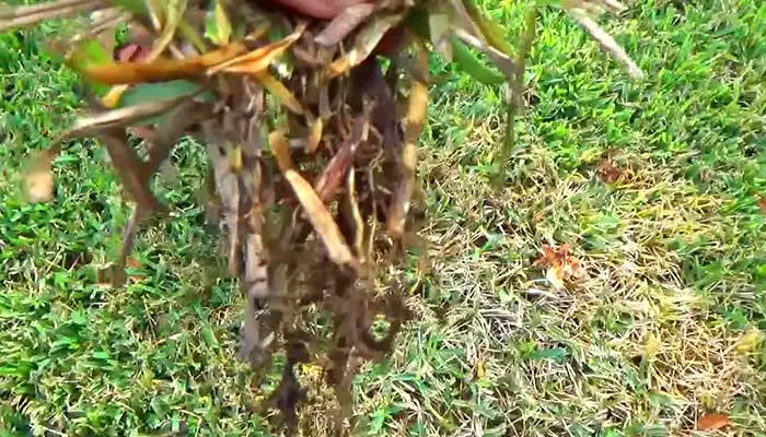 Fungus In St. Augustine Grass