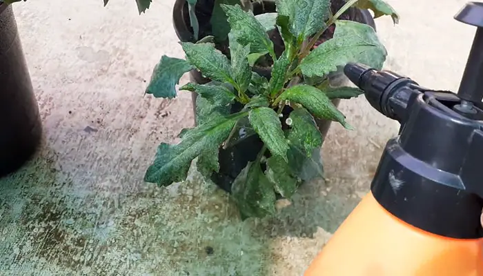 Applying Fungicide on Dahlia Plants
