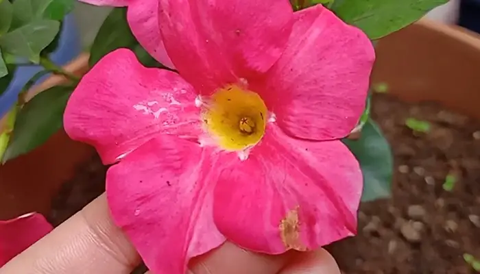 Mandevilla Plant Caring