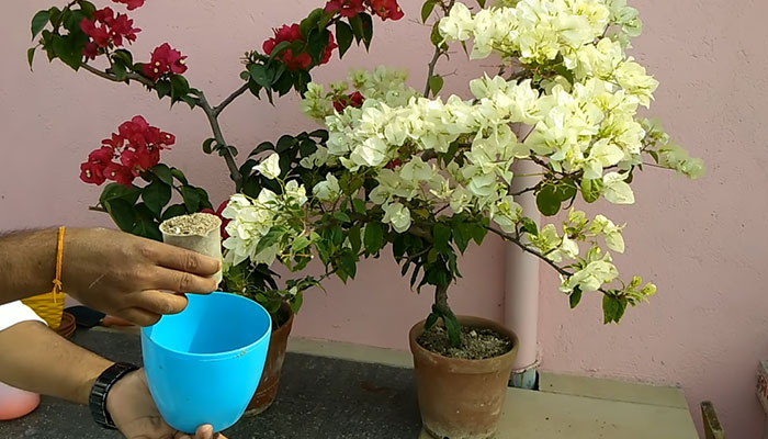 Bougainvillea Fertilizing