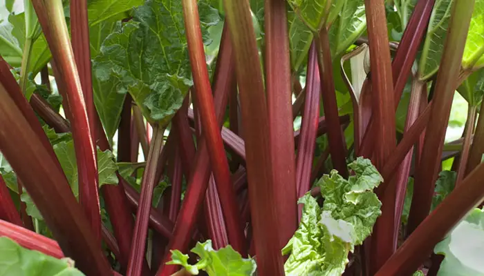 Thick and Healthy Rhubarb Stalks
