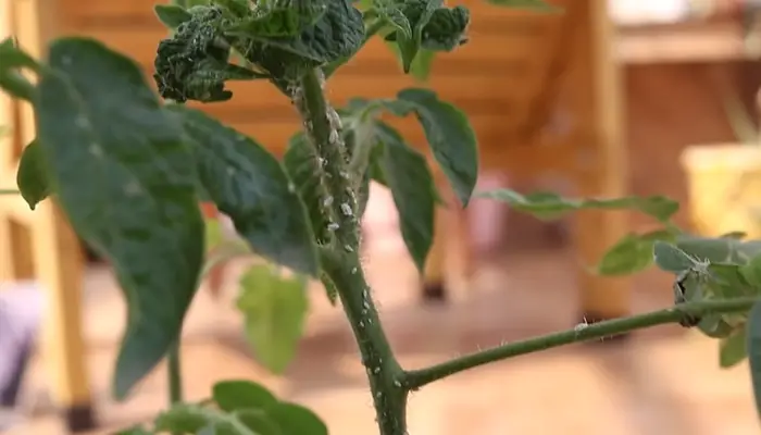 mealybugs on plant