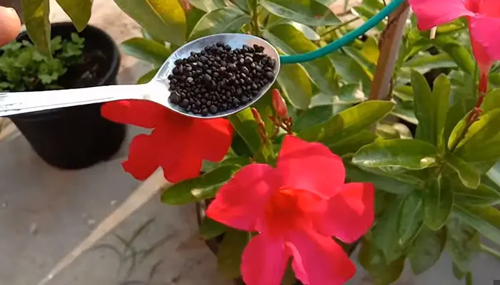 Fertilizing Mandevilla