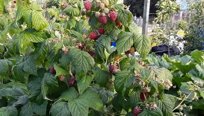 healthy Raspberry's