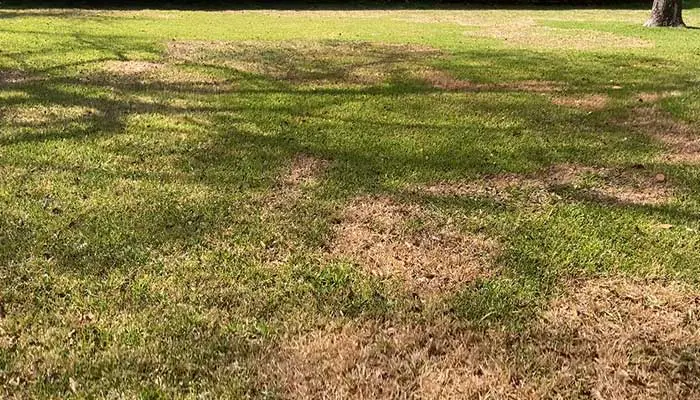 St Augustine Grass Turning Brown