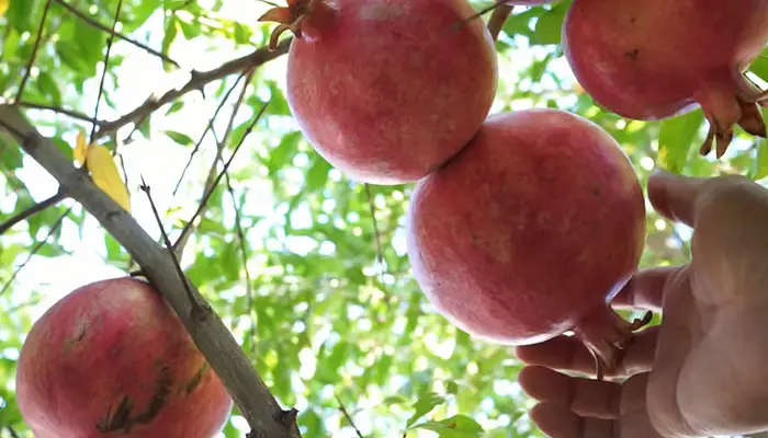 juicy Pomegranate fruit
