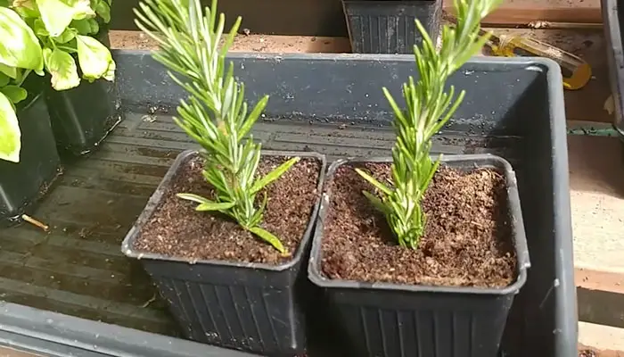 new growing rosemary