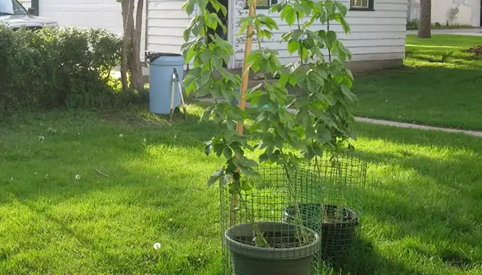 growing hops