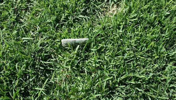 growing Zoysia Grass