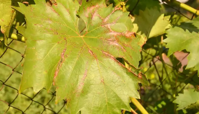 anthracnose fungal disease on leaves