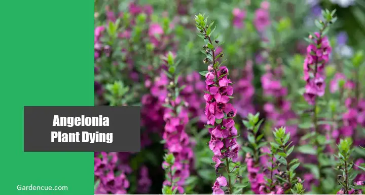Angelonia Dying