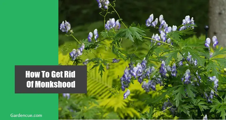 How To Get Rid Of Monkshood